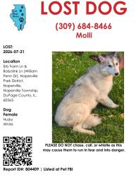 Lost Female Dog last seen Erb Farm Ln & Bobolink Ln, Naperville, IL 60563