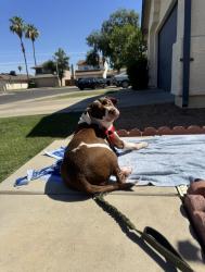 Lost Female Dog last seen N 101st Ave and Indian School, Phoenix, AZ 85037