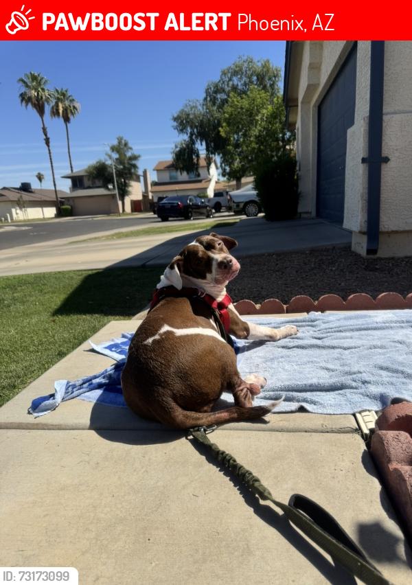 Lost Female Dog last seen N 101st Ave and Indian School, Phoenix, AZ 85037