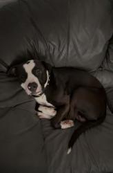Lost Male Dog last seen West sugar ln, High Ridge, MO 63049