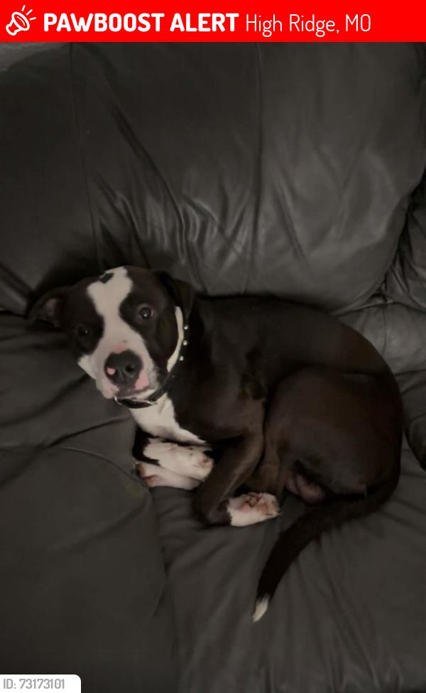 Lost Male Dog last seen West sugar ln, High Ridge, MO 63049