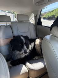 Found/Stray Unknown Dog last seen Running near the humane society off Palomar Airport Road, Carlsbad, CA 92011
