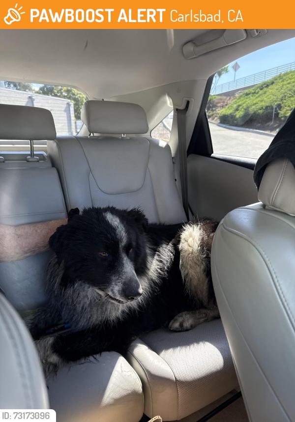 Found/Stray Unknown Dog last seen Running near the humane society off Palomar Airport Road, Carlsbad, CA 92011