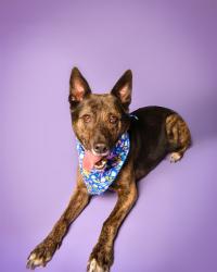 Shelter Stray Female Dog last seen Near BLOCK NW 52 ST, FORT LAUDERDALE FL 33309, 2400 SW 42nd St, Fort Lauderdale, FL 33312, USA