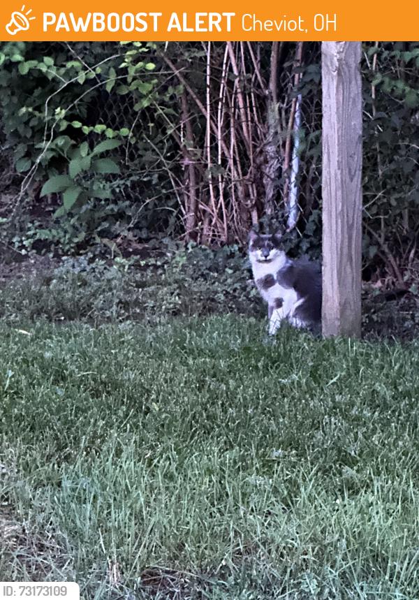 Found/Stray Unknown Cat last seen North Bend, Cheviot, OH 45211