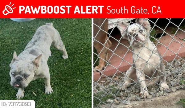 Lost Unknown Dog last seen Church, South Gate, CA 90280