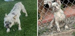 Lost Unknown Dog last seen Church, South Gate, CA 90280