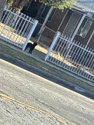 Found/Stray Unknown Dog last seen 135th and towne, West Rancho Dominguez, CA 90061