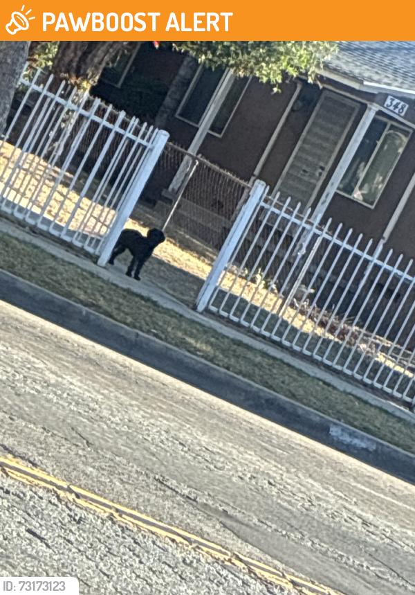 Found/Stray Unknown Dog last seen 135th and towne, West Rancho Dominguez, CA 90061