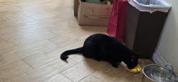 Reunited Male Cat last seen Morgan & Drake, Fontana, CA 92336
