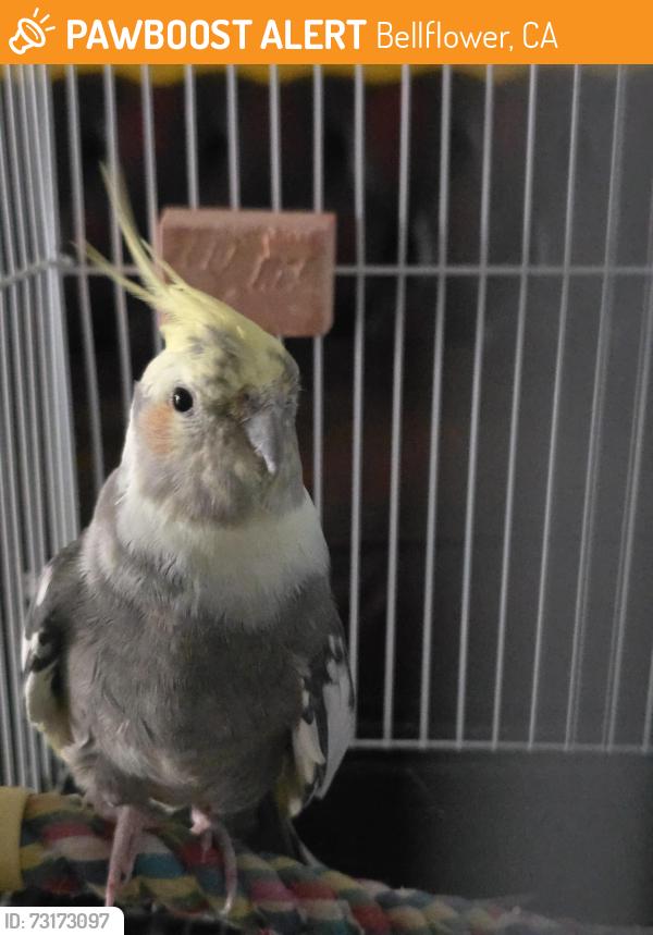 Found/Stray Unknown Bird last seen Bellflower, Bellflower, CA 90706