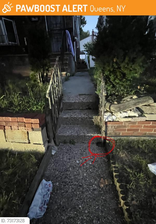 Found/Stray Unknown Reptile last seen Near this hse with an American flag and a built wood porch. There's a turlt on the floor hiding near the steps, Queens, NY 11364