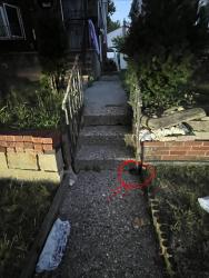 Found/Stray Unknown Reptile last seen Near this hse with an American flag and a built wood porch. There's a turlt on the floor hiding near the steps, Queens, NY 11364