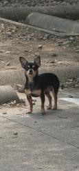 Lost Male Dog last seen Near esperanza drive dallas tx, Dallas, TX 75240