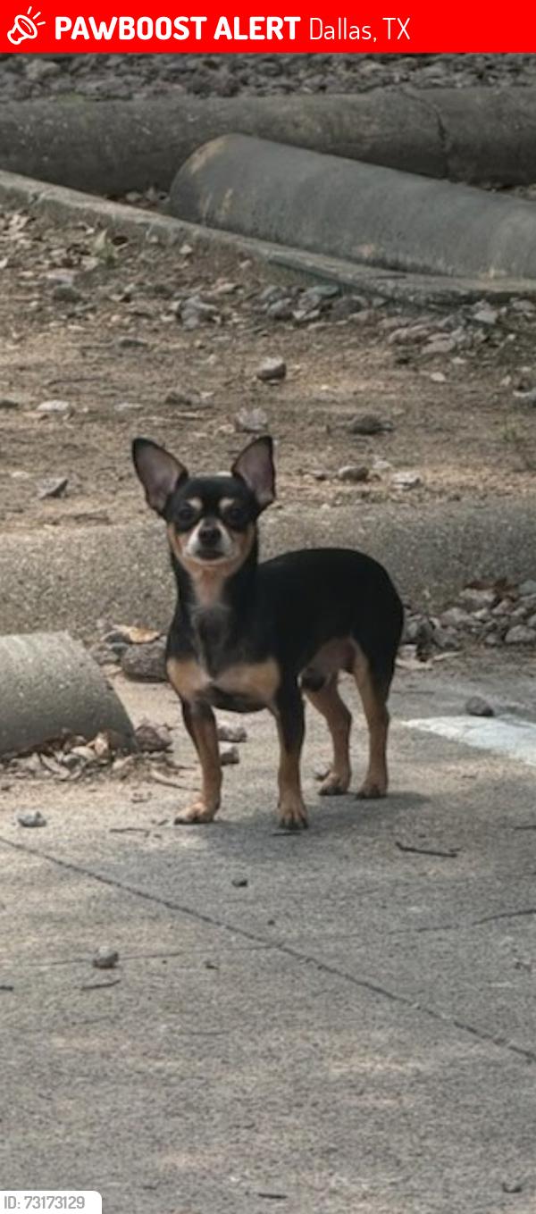 Lost Male Dog last seen Near esperanza drive dallas tx, Dallas, TX 75240