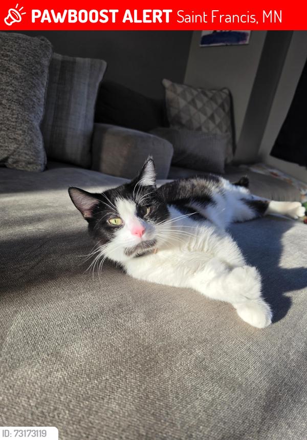 Lost Male Cat last seen Lily st nw and marigold st nw, Saint Francis, MN 55070