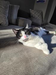 Lost Male Cat last seen Lily st nw and marigold st nw, Saint Francis, MN 55070