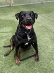 Shelter Stray Female Dog last seen , West Valley Animal Shelter, 20655 Plummer St, Chatsworth, CA 91311, USA