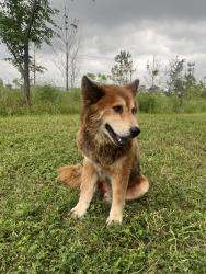 Reunited Male Dog last seen Old Spanish trail, Houston, TX 77023