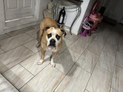 Lost Female Dog last seen W grand, Corona, CA 92882