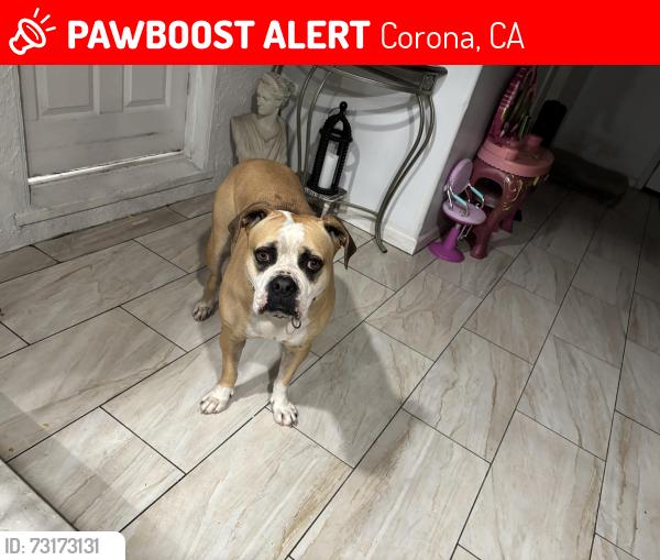 Lost Female Dog last seen W grand, Corona, CA 92882
