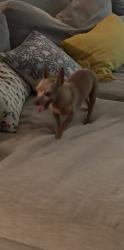 Found/Stray Unknown Dog last seen Abercreek & Townes Road, Friendswood, TX 77546