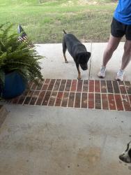 Found/Stray Unknown Dog last seen Near & 1995, Smith County, TX 75704