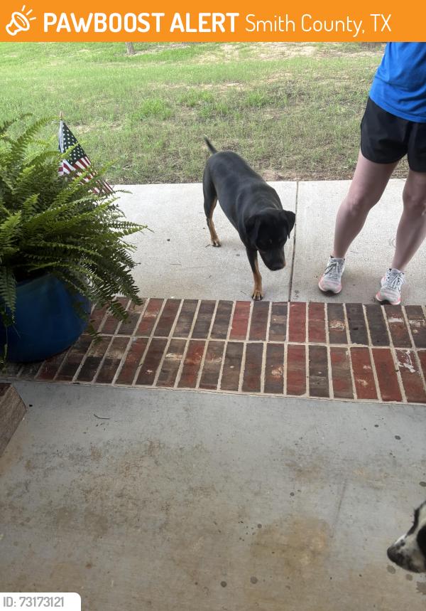 Found/Stray Unknown Dog last seen Near & 1995, Smith County, TX 75704