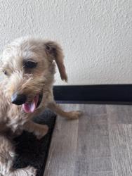 Found/Stray Female Dog last seen Anita St, Chula Vista, CA 91911