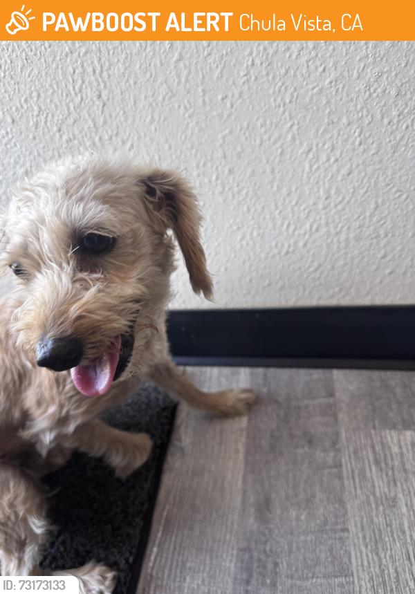 Found/Stray Female Dog last seen Anita St, Chula Vista, CA 91911