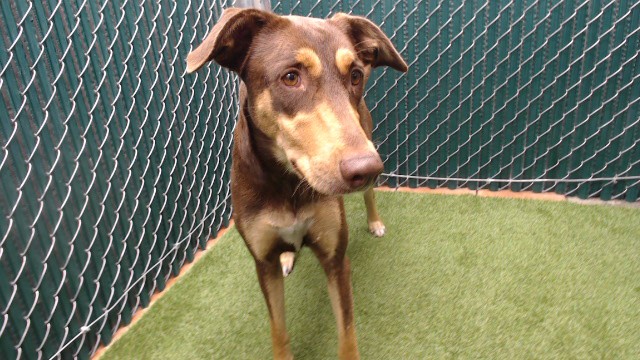 Shelter Stray Female Dog last seen , 11258 Garfield Ave, Downey, CA 90242, USA