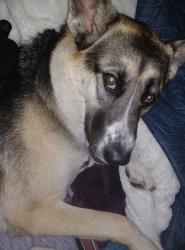 Lost Female Dog last seen Near Greenback Ln, Citrus Heights, CA 95610, Citrus Heights, CA 95610