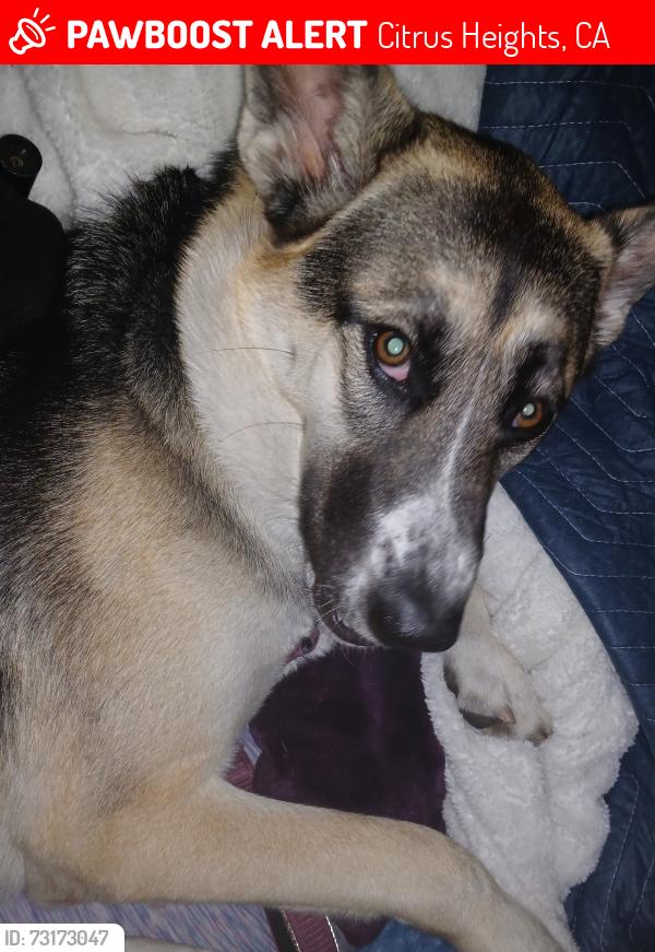 Lost Female Dog last seen Near Greenback Ln, Citrus Heights, CA 95610, Citrus Heights, CA 95610