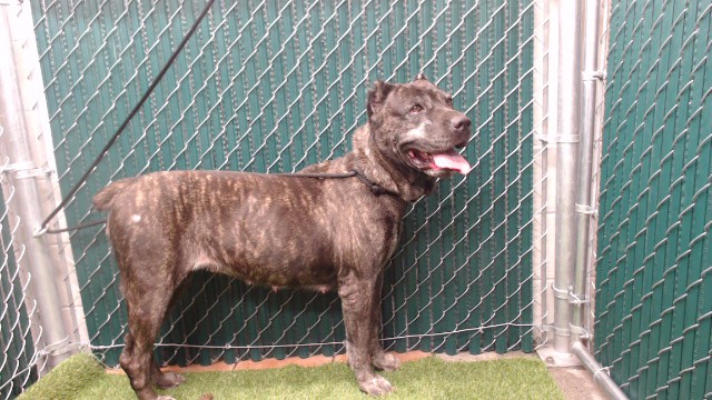 Shelter Stray Female Dog last seen , 11258 Garfield Ave, Downey, CA 90242, USA