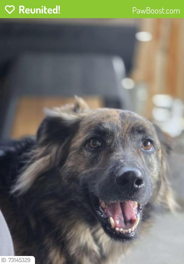 Reunited Male Dog last seen Carterville Park, Provo, UT 84097