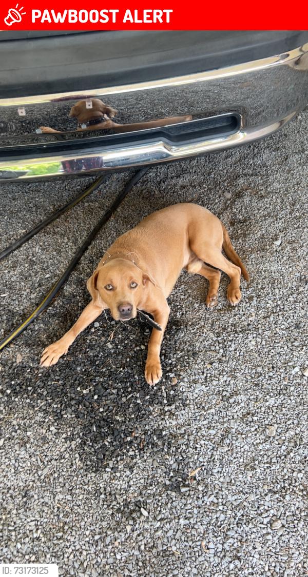 Lost Male Dog last seen Crousetown and Sid rd Denton, Davidson County, NC 27239
