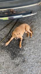 Lost Male Dog last seen Crousetown and Sid rd Denton, Davidson County, NC 27239