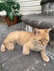 Lost Female Cat last seen prospect street, Inwood, NY 11096