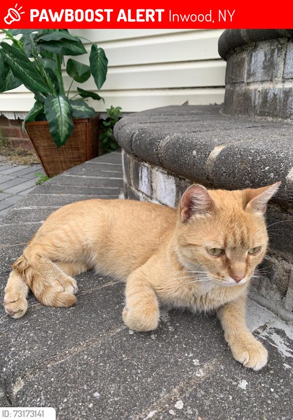 Lost Female Cat last seen prospect street, Inwood, NY 11096