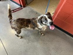 Shelter Stray Male Dog last seen Near BLOCK W MCCORMICK CIR, WICHITA KS 67235, 3303 N Hillside St, Wichita, KS 67219, USA