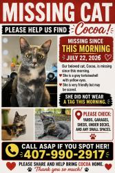 Reunited Female Cat last seen Evermore, Orlando, FL 32836
