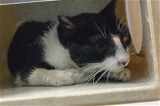 Shelter Stray Male Cat last seen , 216 W Victoria St, Gardena, CA 90248, USA