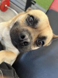 Reunited Male Dog last seen Bradford and dyer, Santa Ana, CA 92707
