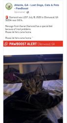 Lost Male Cat last seen Hill Ln., Henry County, GA 30294