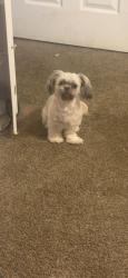Reunited Female Dog last seen Lamar hutcheson pkwy riverdale ga near the bus stop across the street from the apmts, Riverdale, GA 30274