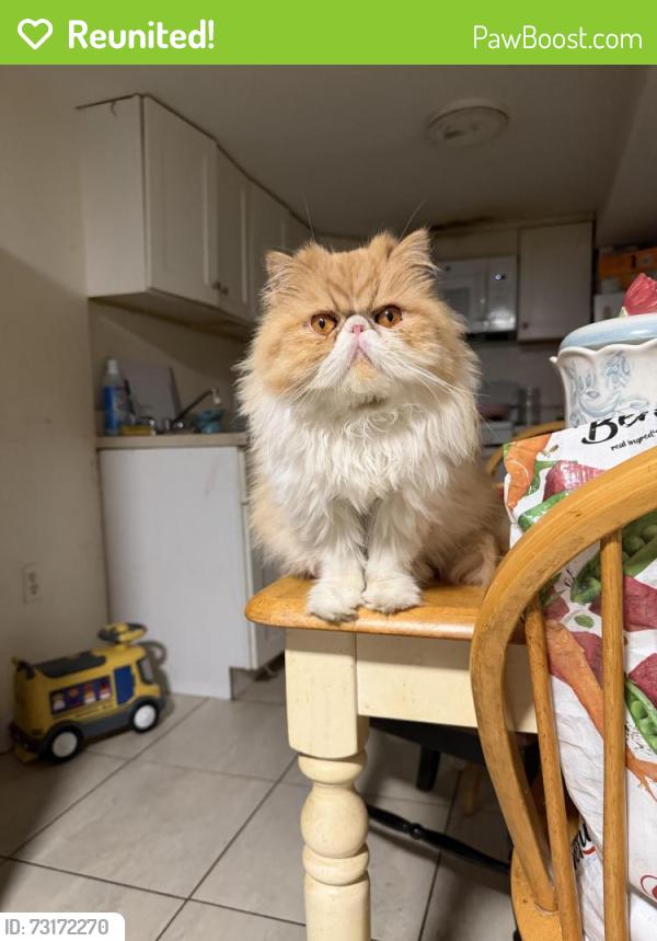 Reunited Female Cat last seen Communipaw, Jersey City, NJ 07304