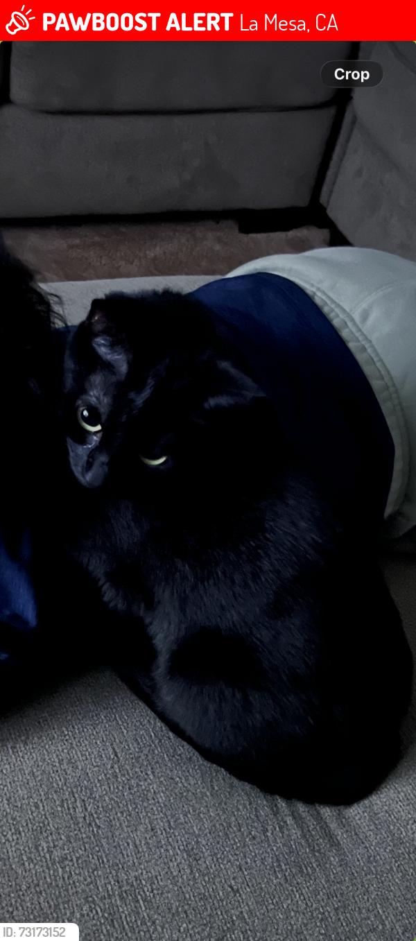 Lost Female Cat last seen La Mesa Blvd, La Mesa, CA 91941