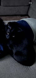 Lost Female Cat last seen La Mesa Blvd, La Mesa, CA 91941