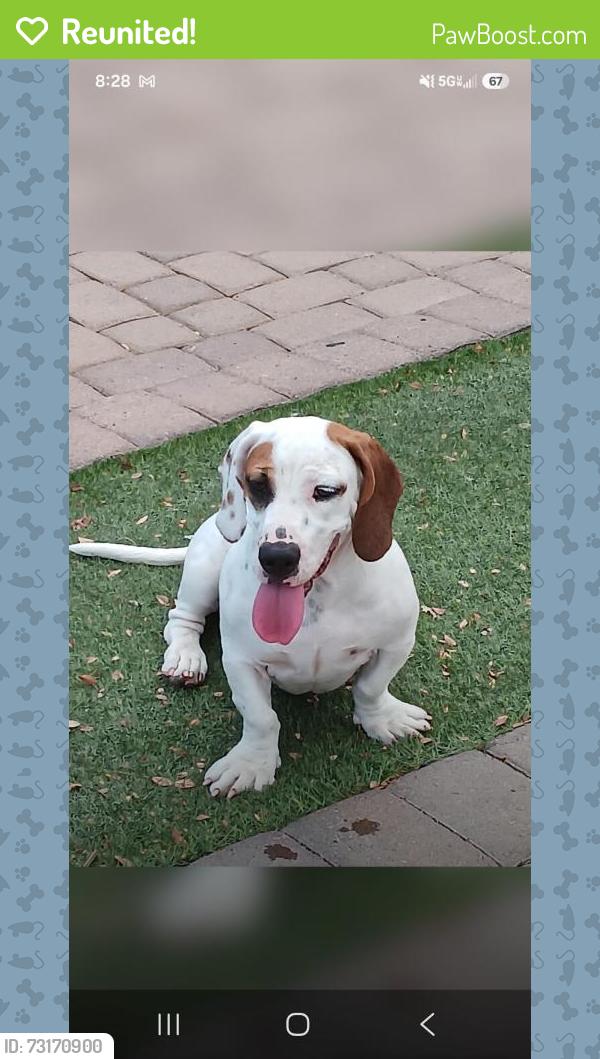 Reunited Female Dog last seen Found near Sundance Parkway and Rainbow Road in Buckeye, AZ, Buckeye, AZ 85326