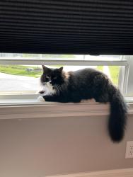 Reunited Male Cat last seen Adams dairy rd and SE shamrock, Blue Springs, MO 64014